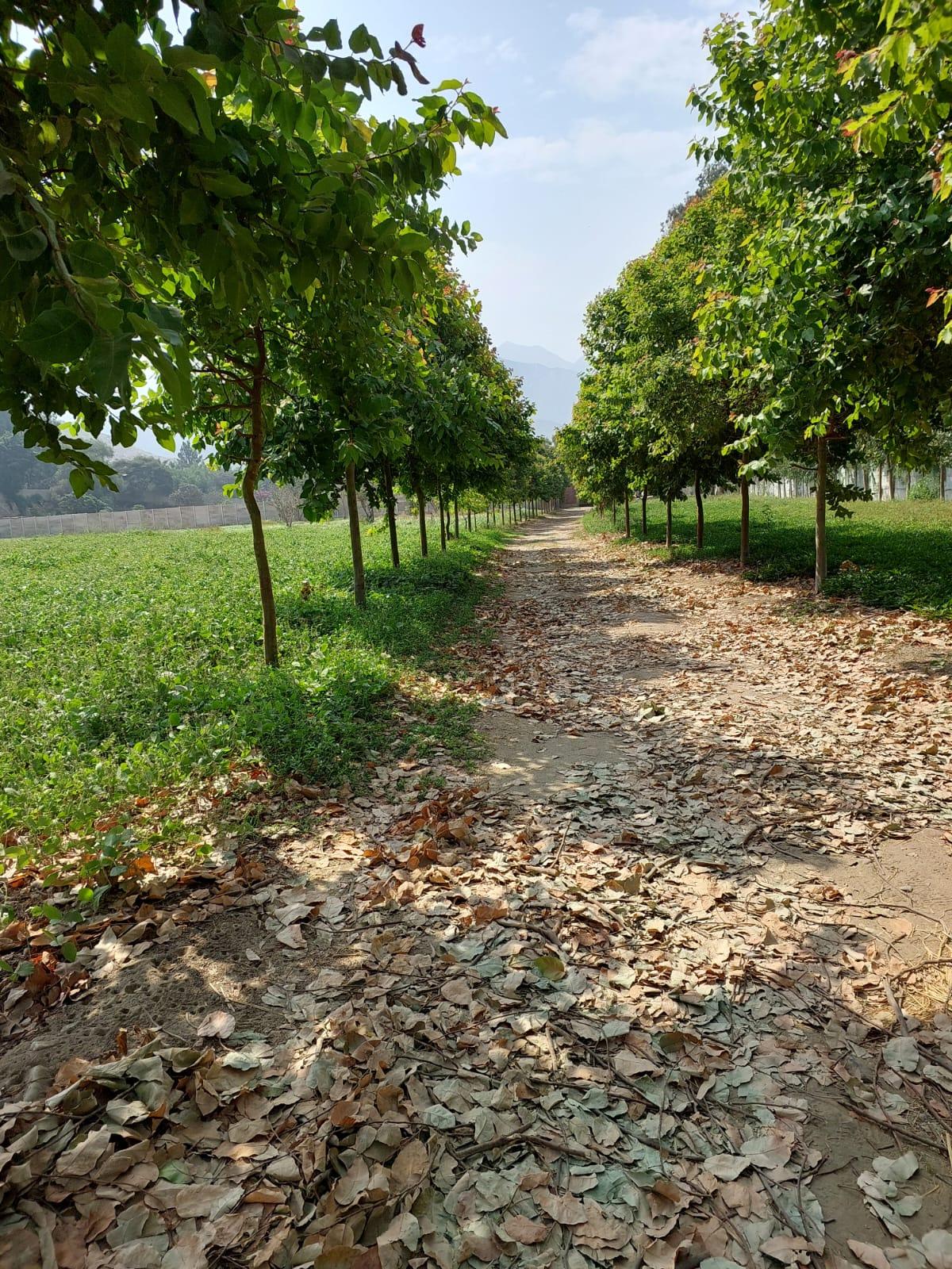 Terreno en Venta ubicado en Cieneguilla Terreno en Venta ubicado en Cieneguilla