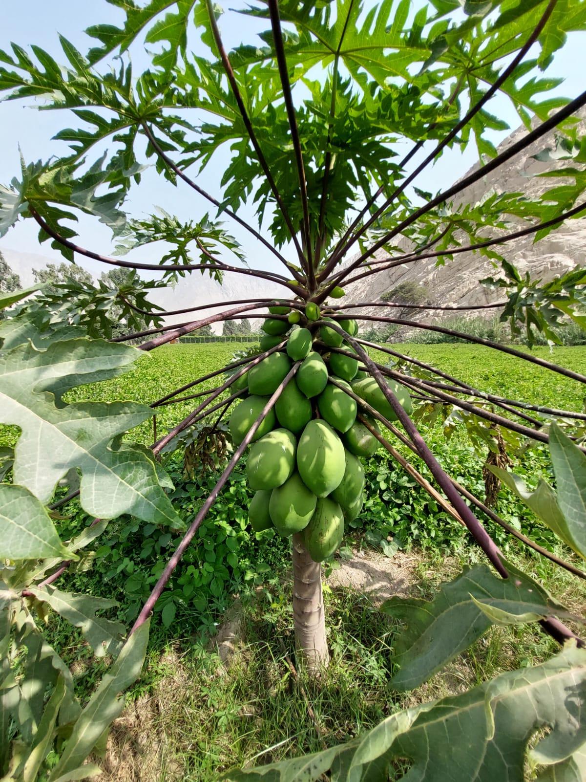 Tierra fértil Tierra fértil