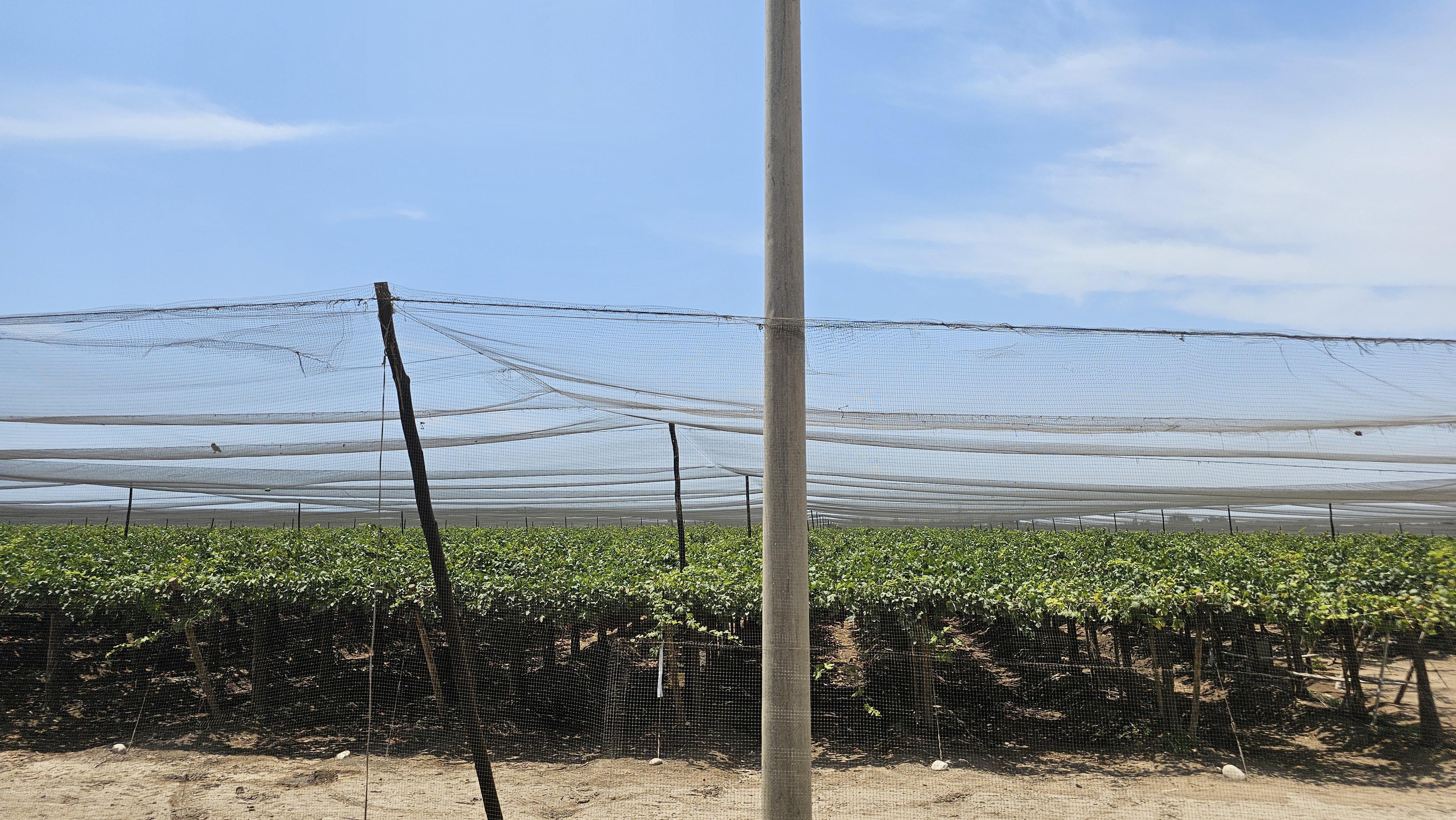 Terreno en Venta ubicado en El Carmen